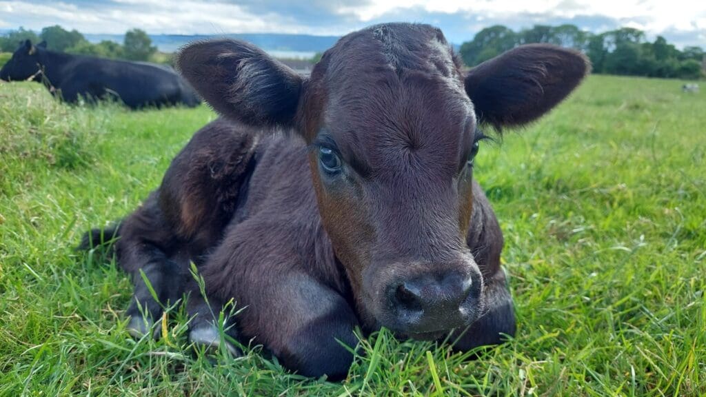 Calf at Davochfin Farm, Dornoch