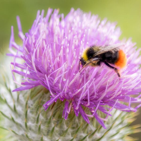 Bumblebee on purple Scottish thistle