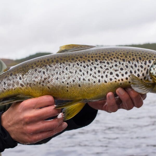 Big wild brown trout just caught on fisherman's hands before release