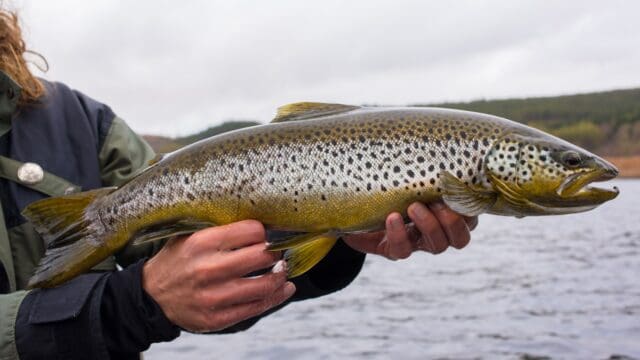 Dornoch & District Angling Asso.