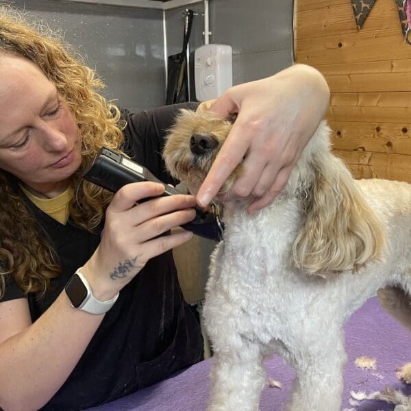 Image of female dog groomer with blonde curly hair cutting dog's coat with clippers