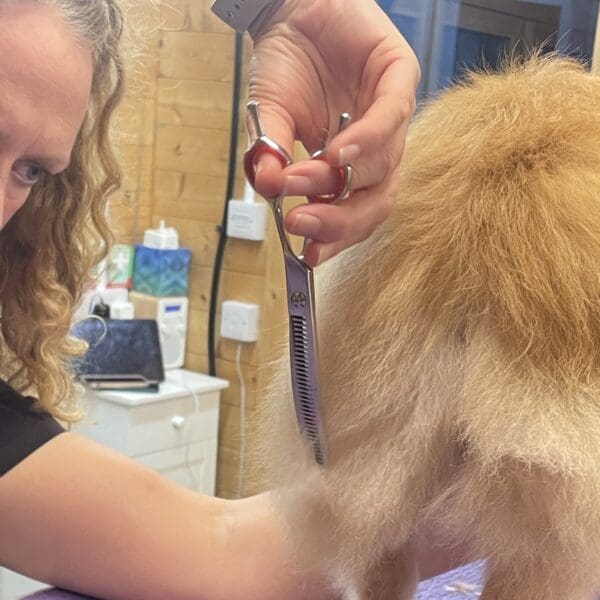 Image of female dog groomer with blonde curly hair cutting dog's coat with scissors