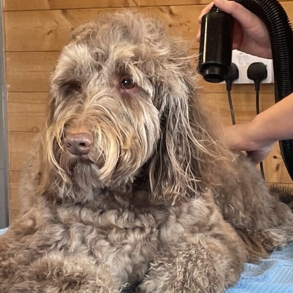 Brown coated dog lying on grooming table being dried with blow dryer