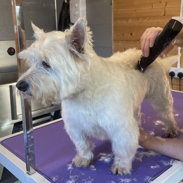 white scotty dog standing on purple grooming table with groomer clipping coat with electric trimmer