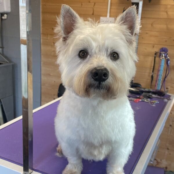 White scotty dog sitting on grooming table with purple mat in wooden salon