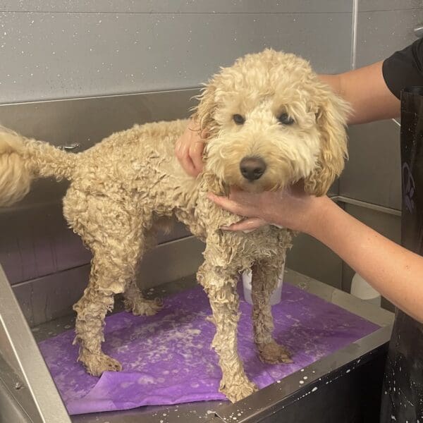 Dog being washed in metal grooming bath with purple mat.