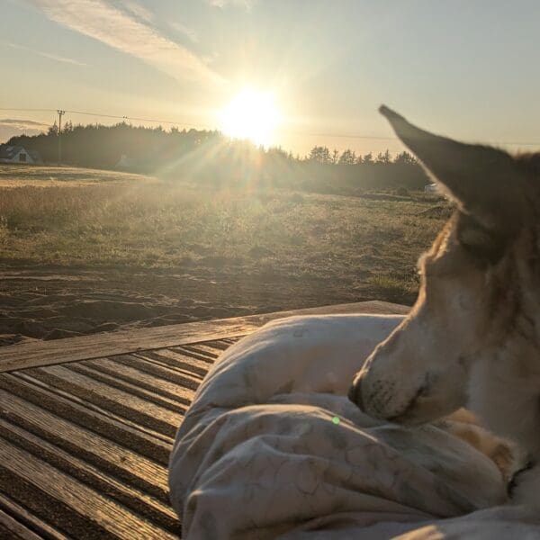 Dog in foreground lying on wooden decking with fields and low sun in background