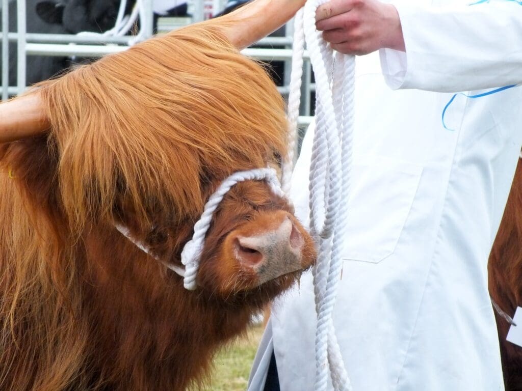 Highland Cow at Sutherland Show