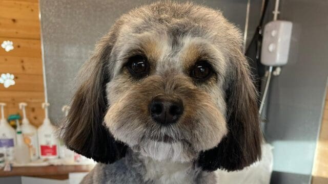 Ultimuttly Groomed