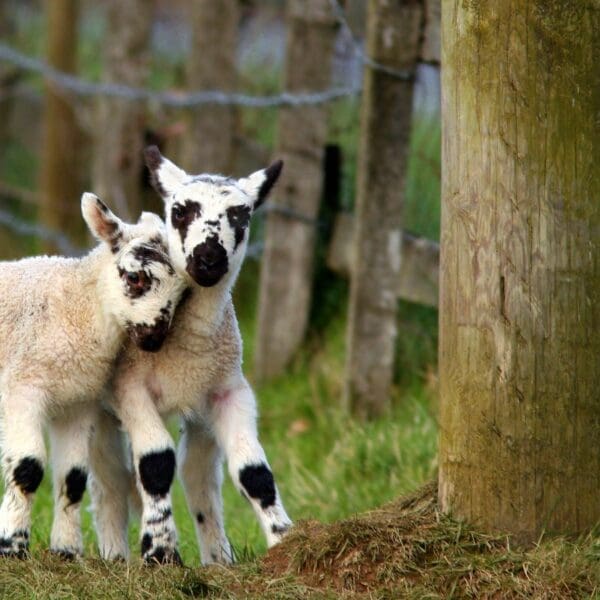 Twin lambs playing together in a field with a fence to the rear. 1600 x 900