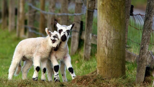 Lambing Live at Davochfin Farm
