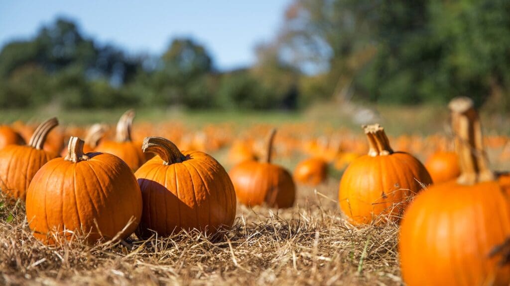 orange pumpkins in field with blue sky. pumpkin patch.