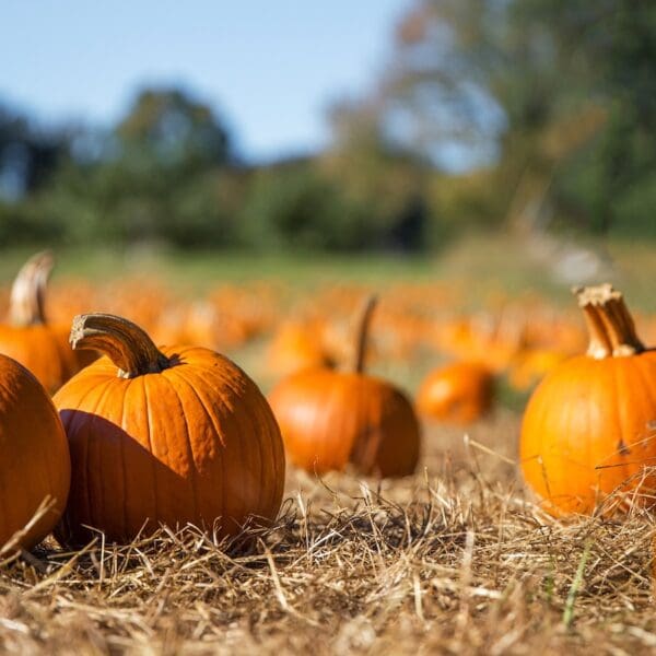 orange pumpkins in field with blue sky. pumpkin patch.