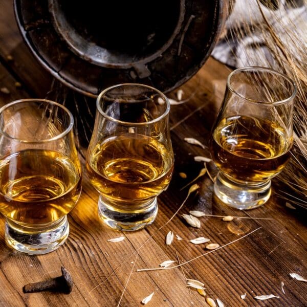 Small tasting glasses with aged Scotch whisky on old dark wooden vintage table with barley grains close up. Highland Whisky Experience