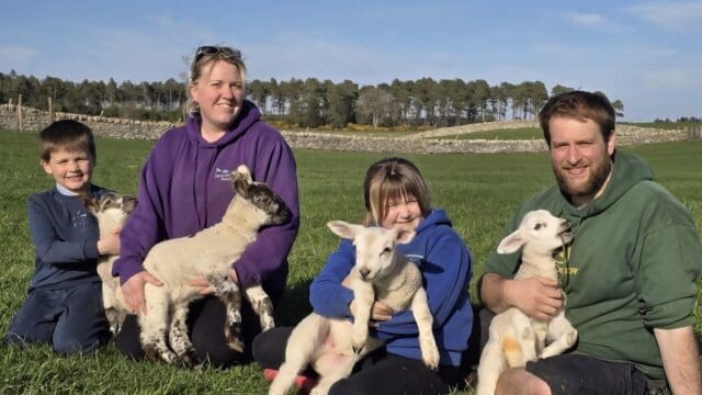 Lambing Live at Davochfin Farm