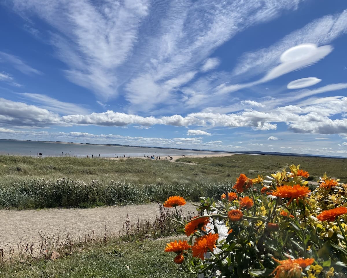 Landscape of Dornoch beach on a sunny day with light wispy clouds and orange flowers in foreground