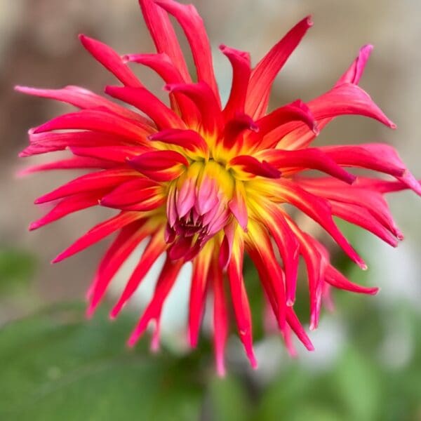 Red and yellow dahlia flower