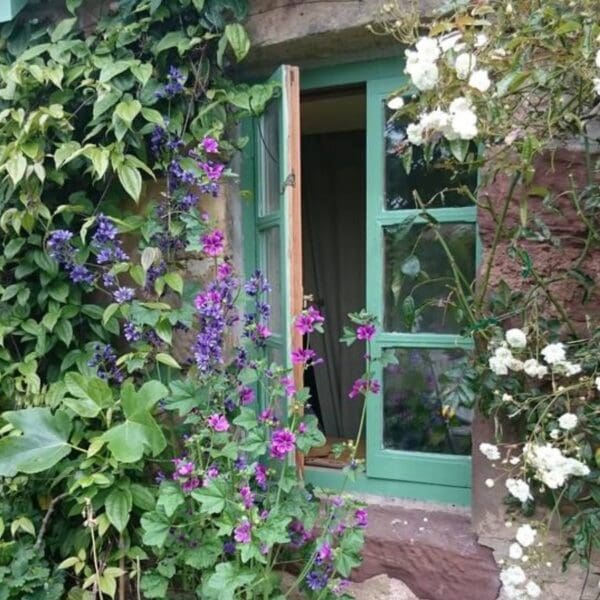 Close up of open cottage window with green painted frame, set in stone wall surrounded by climbing roses, ivy and holyhocks