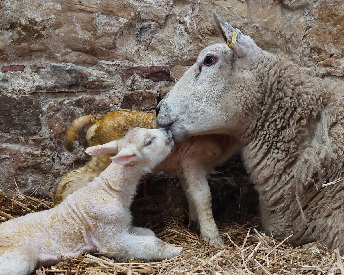 Spring Farm Open Day