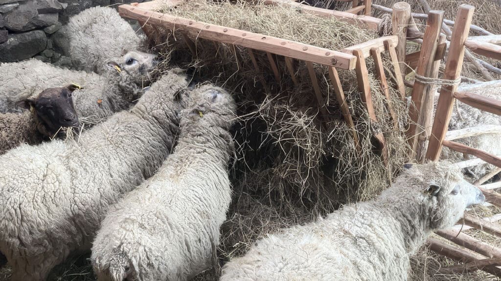Crofting Experience Day